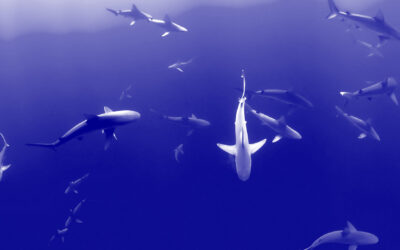 pitch-deck-article-cover-sharks-blue_FNL pitch-deck-article-cover-sharks-blue_FNL